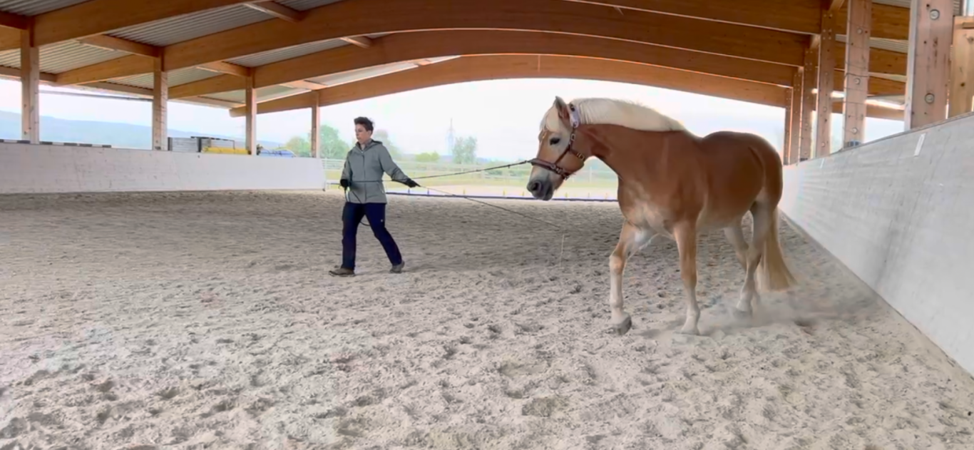 Longieren als Dialog Reiter longiert ein Pferd in einer sandigen Reitarena mit Holzdach.